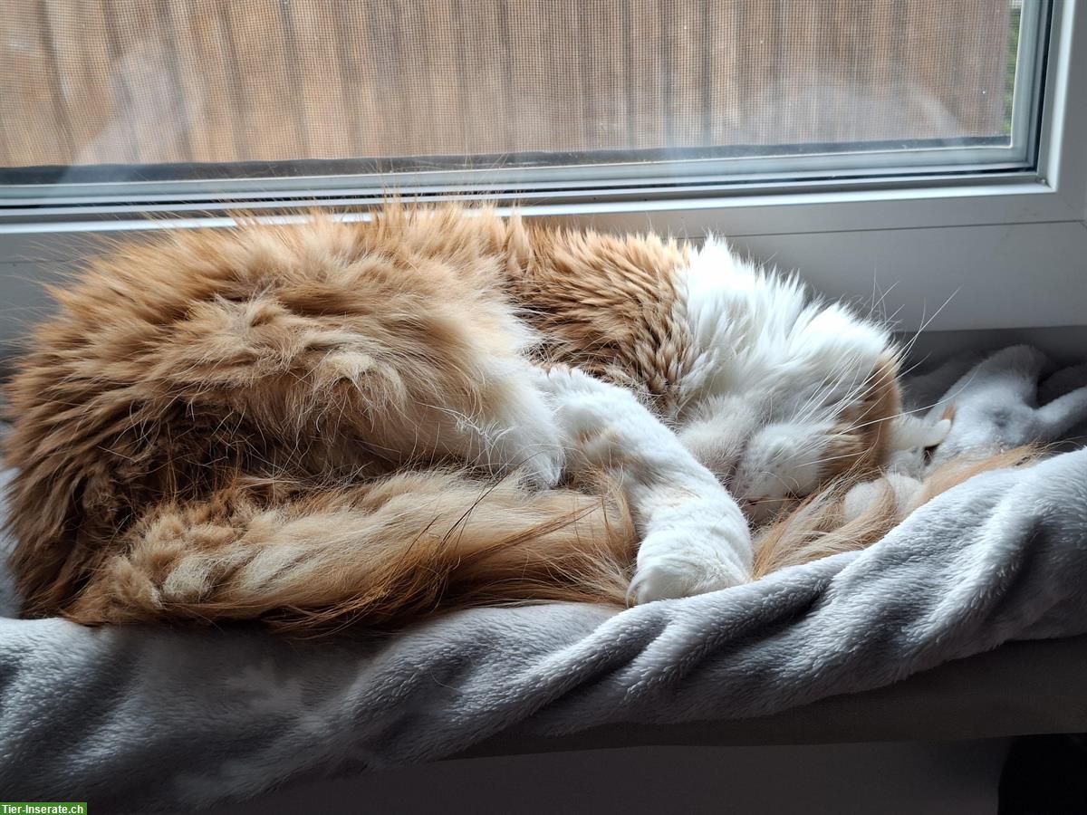 Bild 2: Maine Coon Kätzin, rot-weiss, sucht kuscheliges Zuhause
