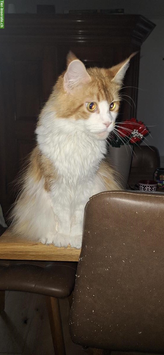 Bild 3: Maine Coon Kätzin, rot-weiss, sucht kuscheliges Zuhause