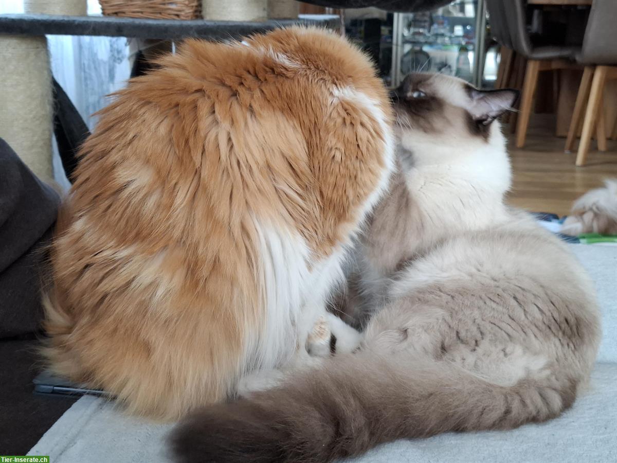 Bild 4: Maine Coon Kätzin, rot-weiss, sucht kuscheliges Zuhause