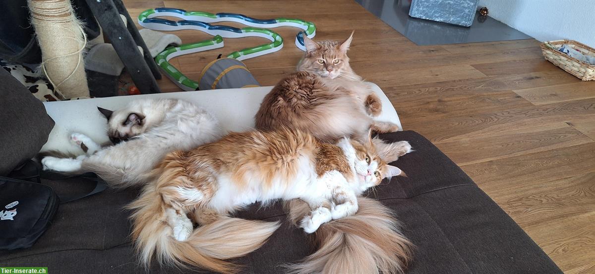 Bild 5: Maine Coon Kätzin, rot-weiss, sucht kuscheliges Zuhause