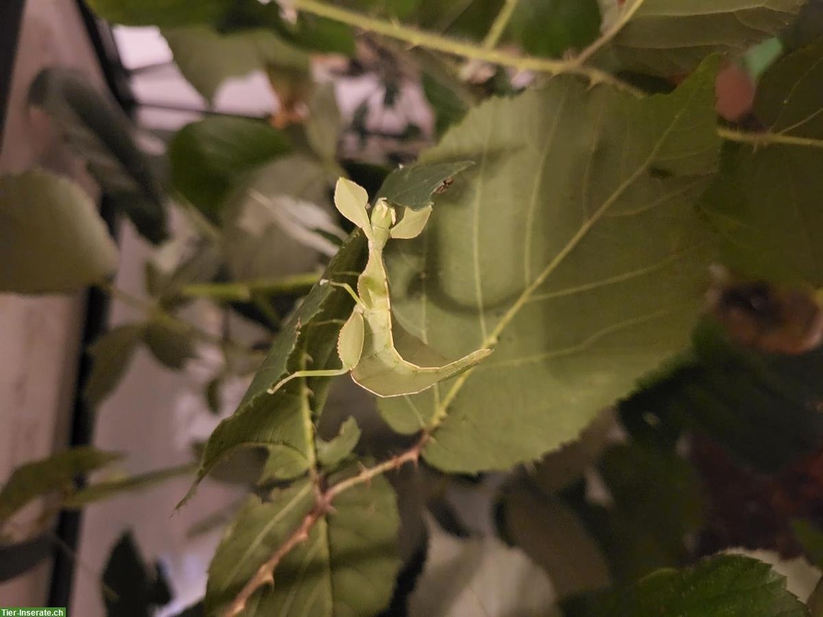 Wandelnde Blätter (Phyllium letiranti) zu verkaufen
