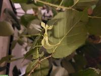 Wandelnde Blätter (Phyllium letiranti) zu verkaufen