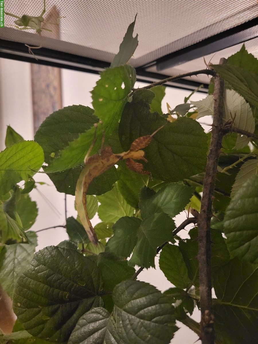 Bild 2: Wandelnde Blätter (Phyllium letiranti) zu verkaufen