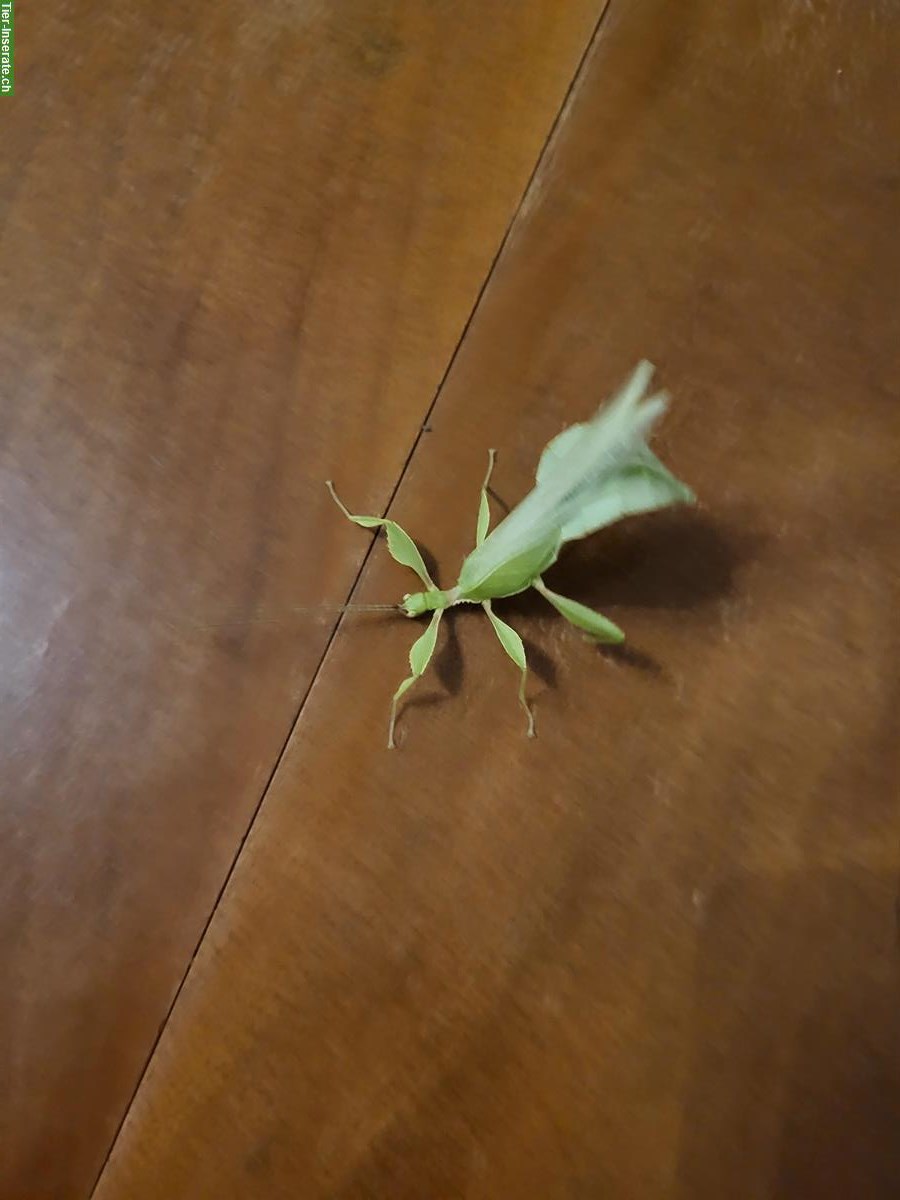 Bild 3: Wandelnde Blätter (Phyllium letiranti) zu verkaufen