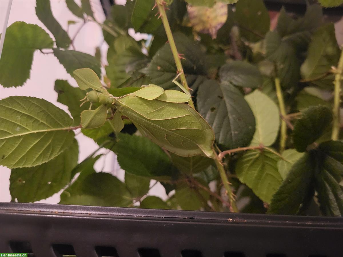 Bild 4: Wandelnde Blätter (Phyllium letiranti) zu verkaufen
