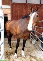 Pflegepferd/Reitbeteiligung für Warmblut Pferde, Rain Luzern