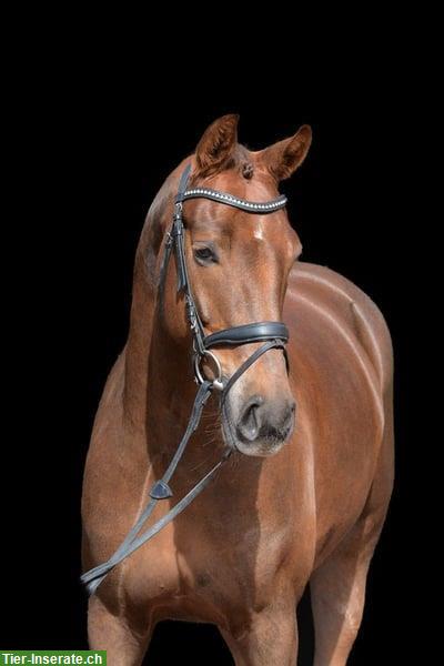Bild 2: Pflegepferd/Reitbeteiligung für Warmblut Pferde, Rain Luzern