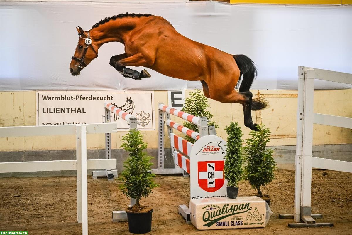 Bild 3: Pflegepferd/Reitbeteiligung für Warmblut Pferde, Rain Luzern