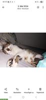 Verschmuster Kater sucht liebevolles Zuhause mit Freigang