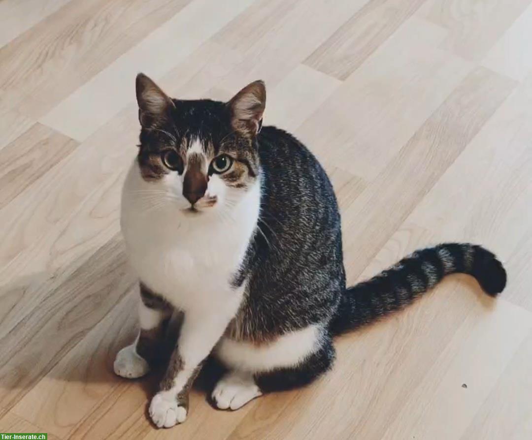 Bild 2: Verschmuster Kater sucht liebevolles Zuhause mit Freigang