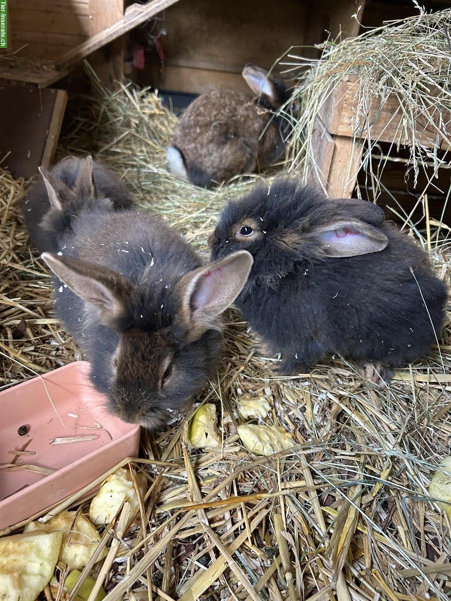 Bartkaninchen kaufen: zutrauliche Kaninchen aus liebevoller Zucht