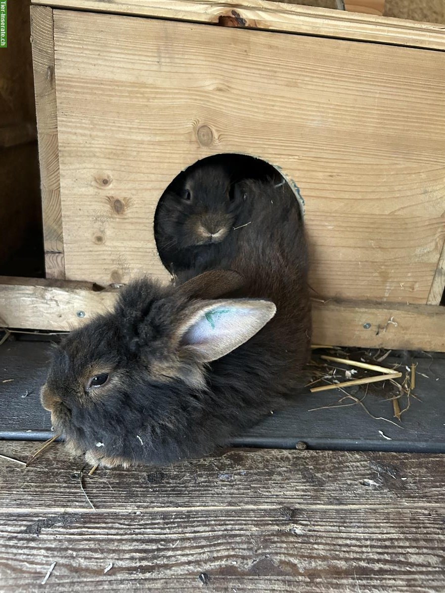 Bild 2: Bartkaninchen kaufen: zutrauliche Kaninchen aus liebevoller Zucht