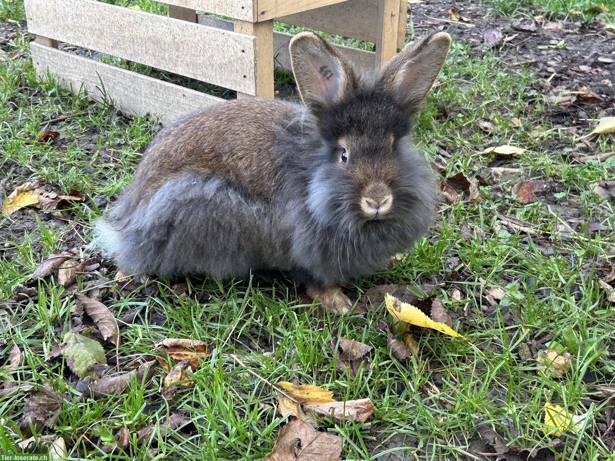 Bild 4: Bartkaninchen kaufen: zutrauliche Kaninchen aus liebevoller Zucht
