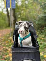 American XL Bully Rüde sucht ein neues Zuhause