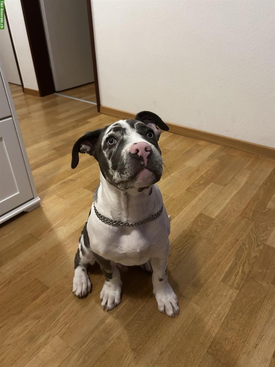 Bild 2: American XL Bully Rüde sucht ein neues Zuhause