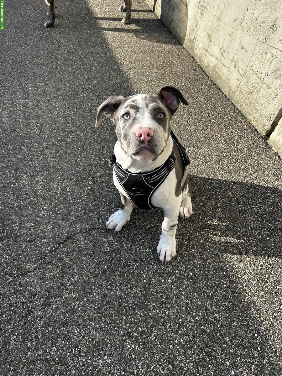 Bild 3: American XL Bully Rüde sucht ein neues Zuhause
