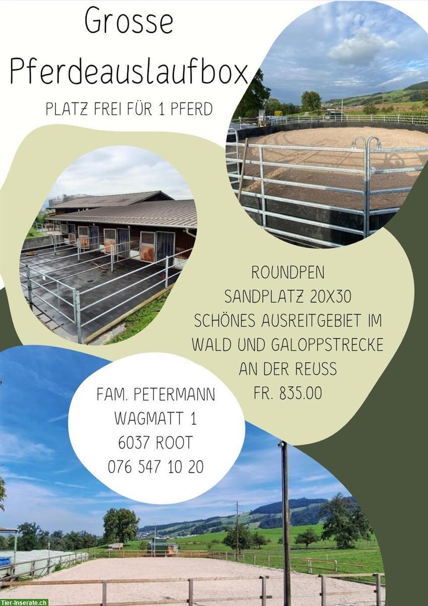 Auslaufboxe frei, Reitplatz und Galoppstrecke, Root an der Reuss