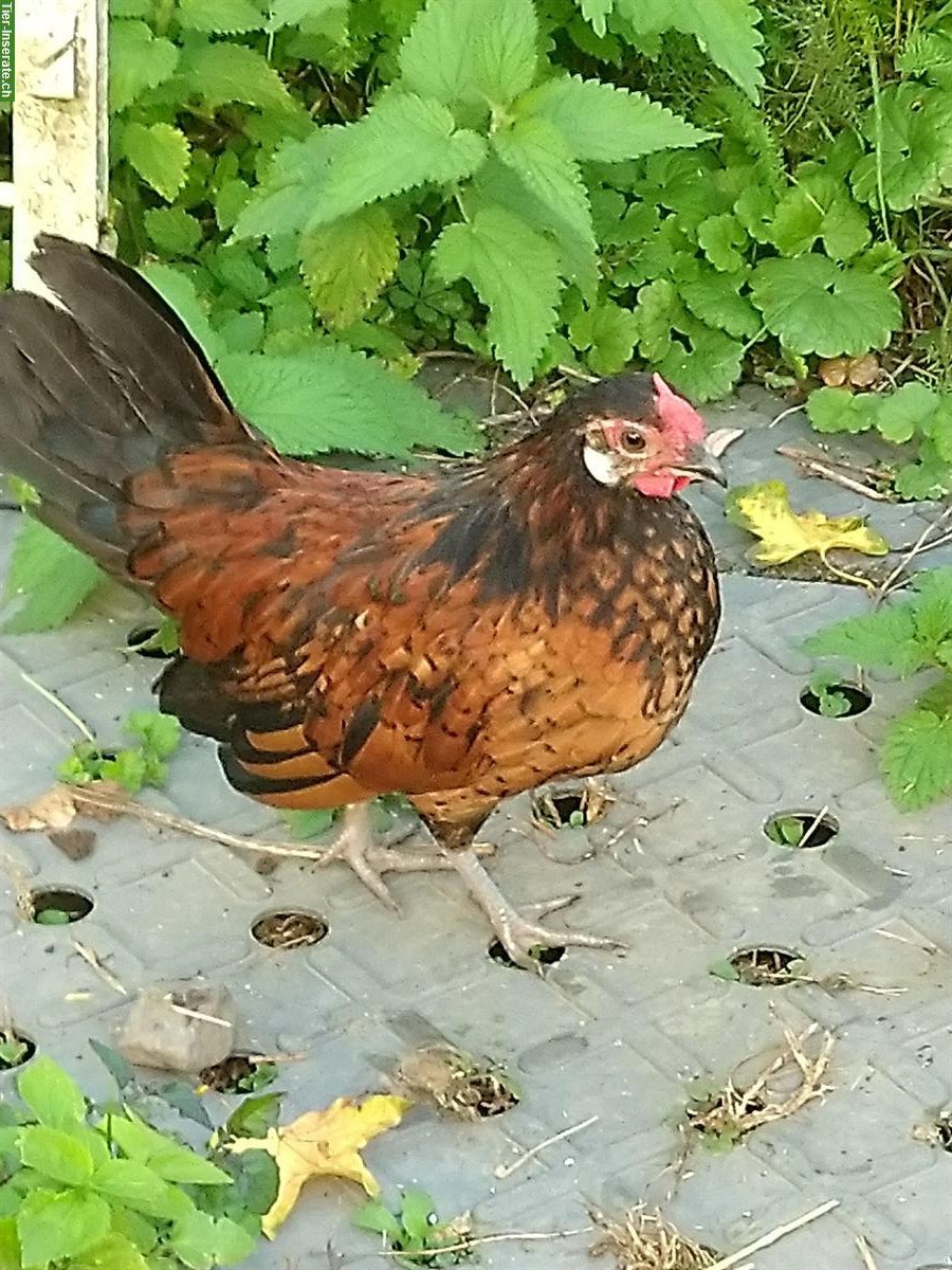 Junge Bantam Hähne abzugeben