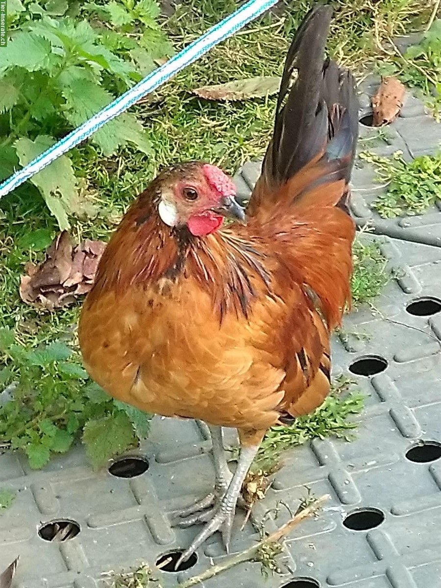 Bild 2: Junge Bantam Hähne abzugeben