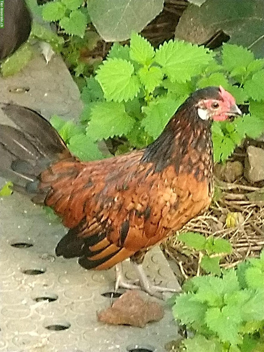 Bild 3: Junge Bantam Hähne abzugeben