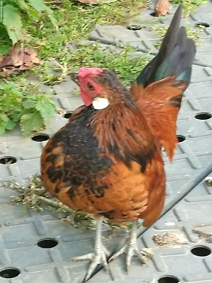 Bild 4: Junge Bantam Hähne abzugeben