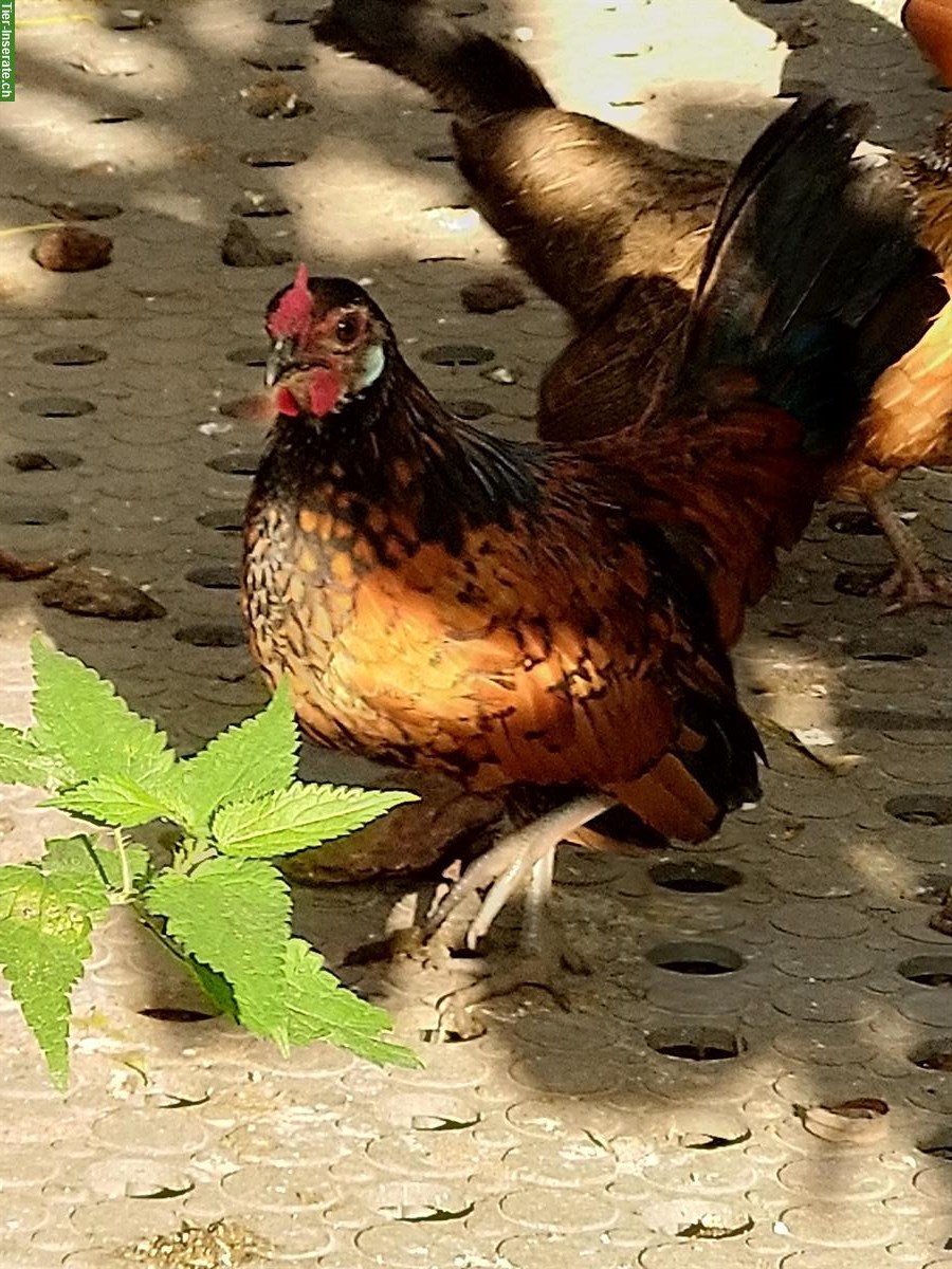 Bild 5: Junge Bantam Hähne abzugeben