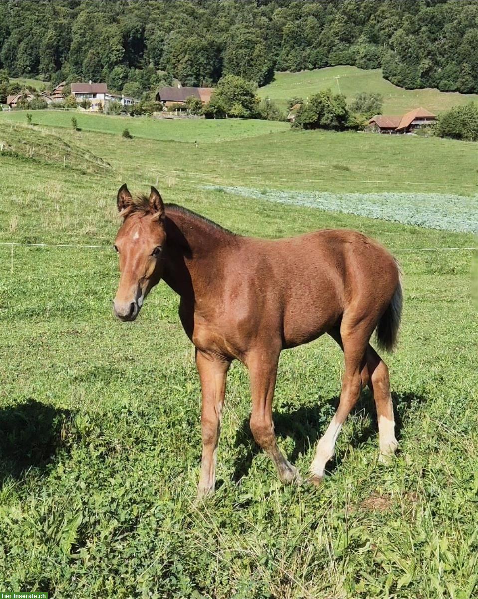 Freiberger Hengstfohlen zu verkaufen