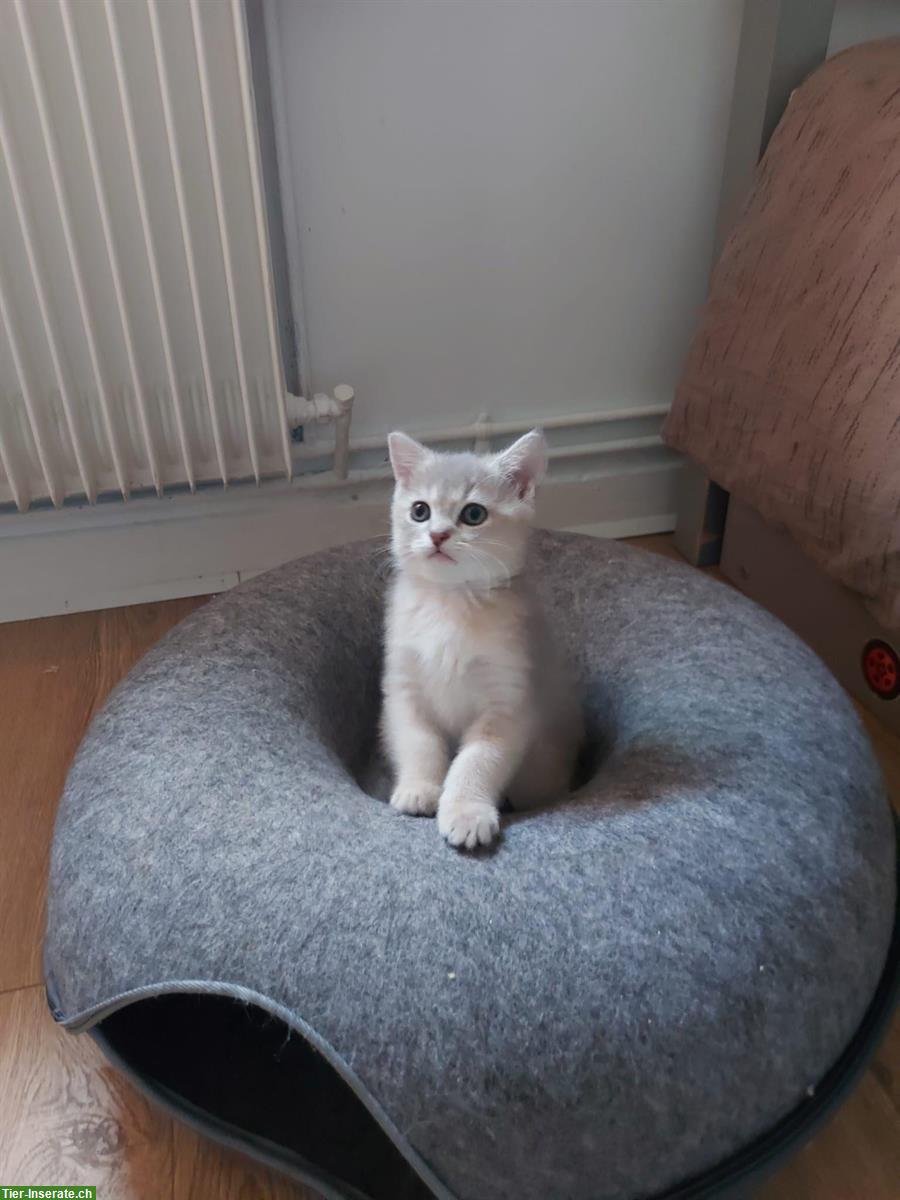 Süsser BKH Kater, 12 Wochen alt, inkl. Zubehör