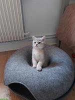 Süsser BKH Kater, 12 Wochen alt, inkl. Zubehör