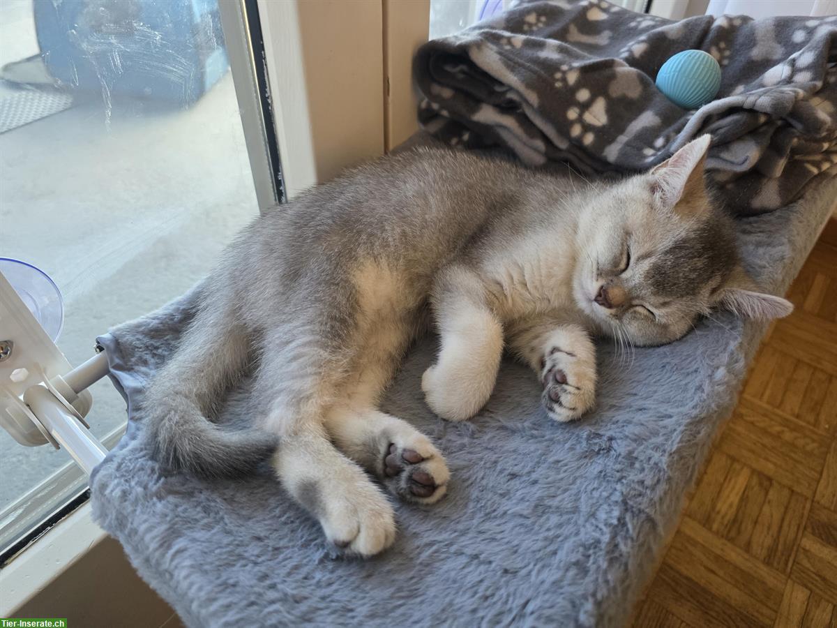 Bild 2: Süsser BKH Kater, 12 Wochen alt, inkl. Zubehör