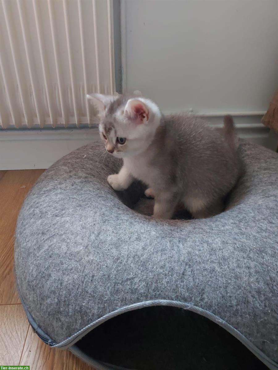 Bild 3: Süsser BKH Kater, 12 Wochen alt, inkl. Zubehör