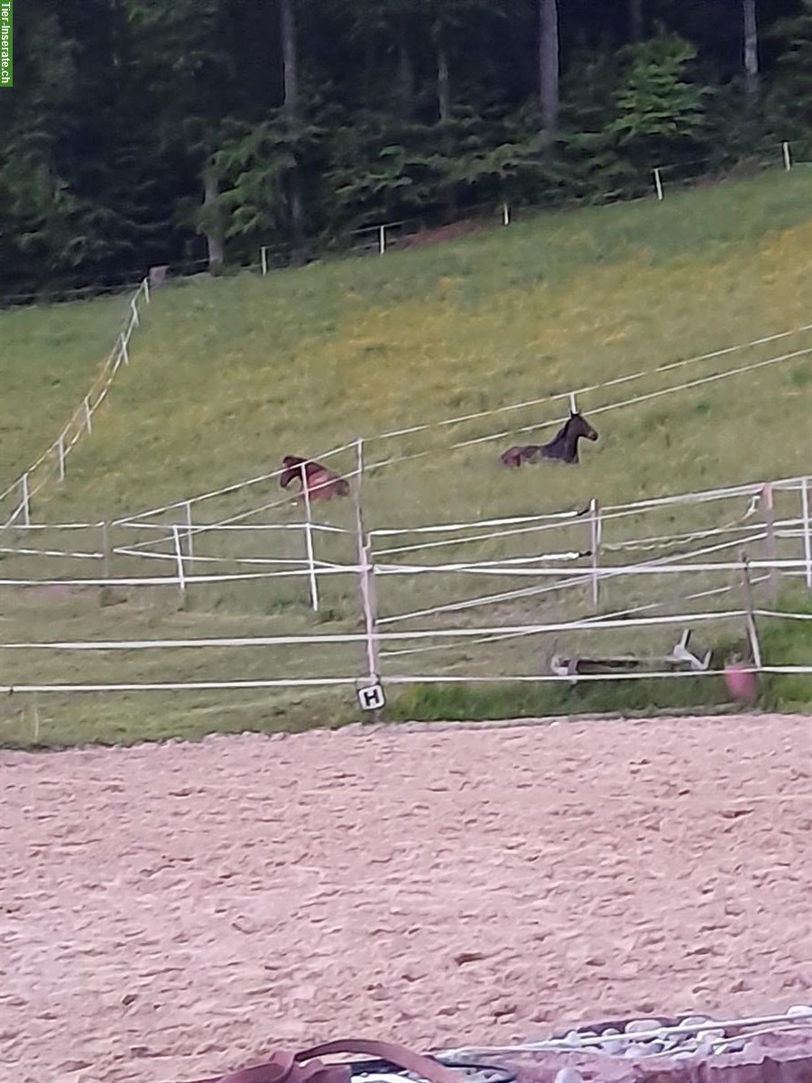 Bild 3: Auslaufboxe frei in familiärem Pensionsstall, Lohnstorf BE