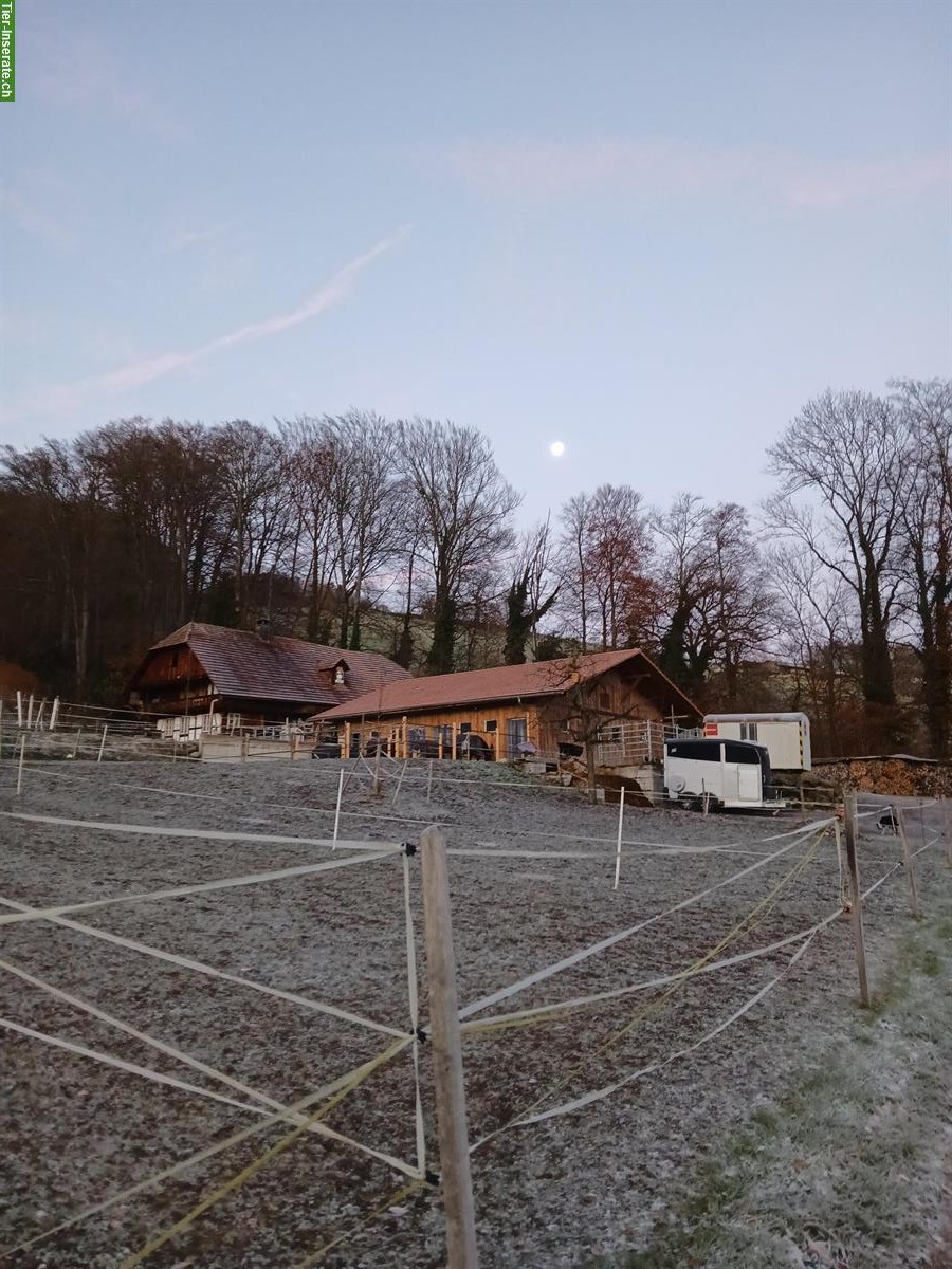Bild 7: Auslaufboxe frei in familiärem Pensionsstall, Lohnstorf BE