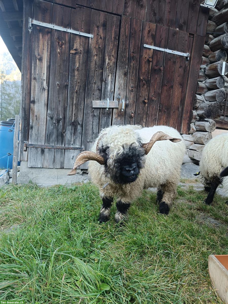 Walliser Schwarznasenschaf Widder (2.5 Jahre) zu verkaufen