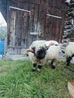 Walliser Schwarznasenschaf Widder (2.5 Jahre) zu verkaufen