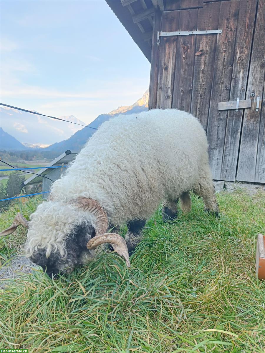 Bild 2: Walliser Schwarznasenschaf Widder (2.5 Jahre) zu verkaufen