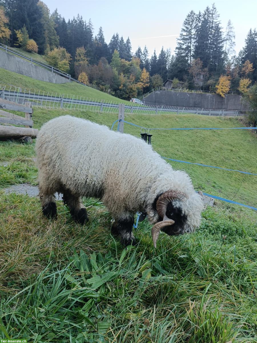 Bild 3: Walliser Schwarznasenschaf Widder (2.5 Jahre) zu verkaufen