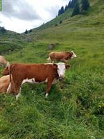 Hereford Rind zu verkaufen