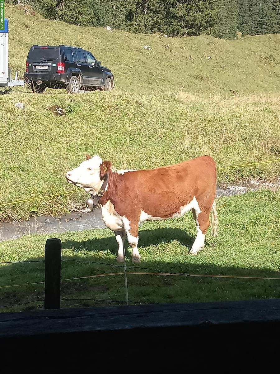 Bild 2: Hereford Rind zu verkaufen