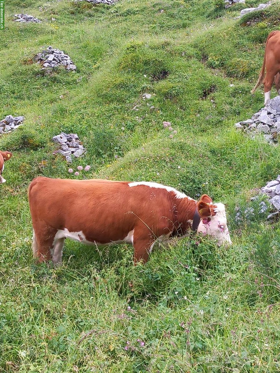 Bild 3: Hereford Rind zu verkaufen