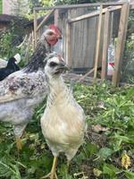 Ayam Cemani-Mix Junghähne gratis abzugeben