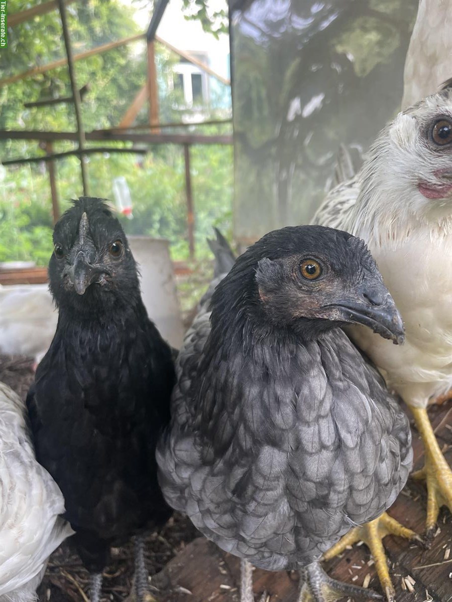Bild 2: Ayam Cemani-Mix Junghähne gratis abzugeben