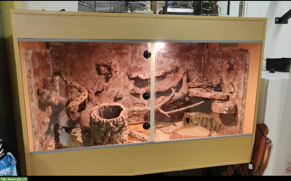 GRATIS: 2 Kornnattern inkl. Terrarium und Zubehör