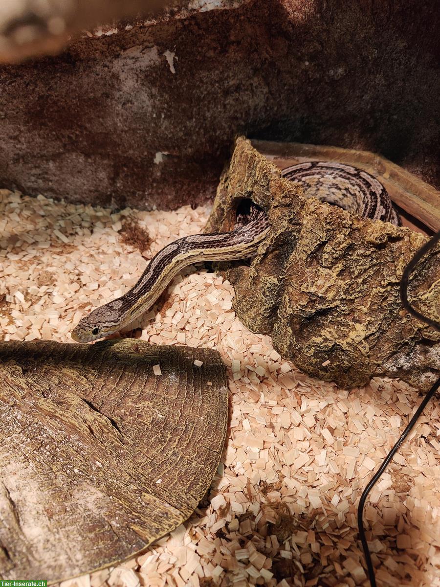 Bild 2: GRATIS: 2 Kornnattern inkl. Terrarium und Zubehör