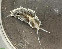 Berghia stephanieae, Glasrosenfressende Nacktschnecke