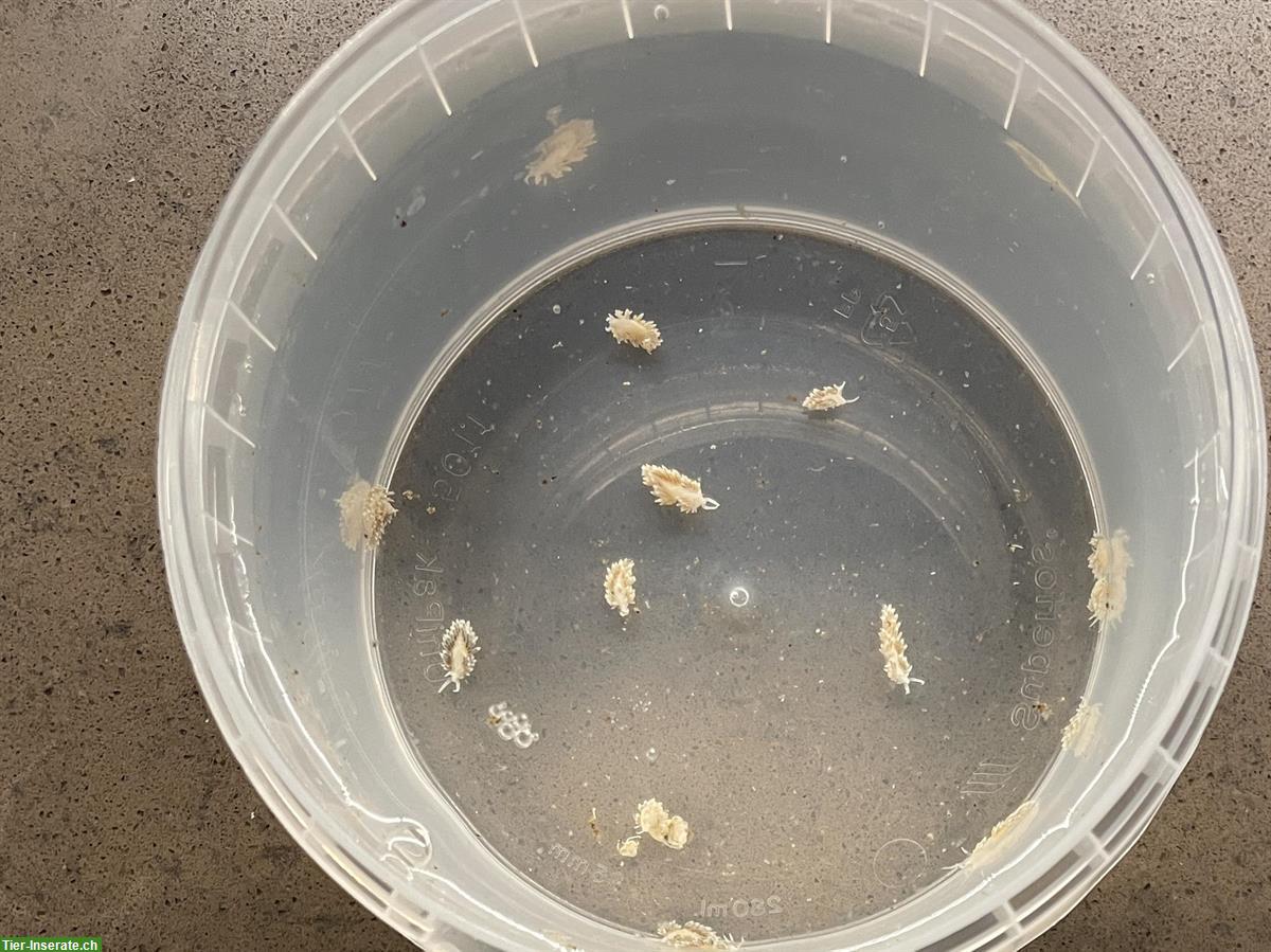 Bild 2: Berghia stephanieae, Glasrosenfressende Nacktschnecke