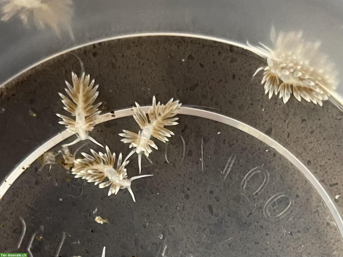 Bild 3: Berghia stephanieae, Glasrosenfressende Nacktschnecke