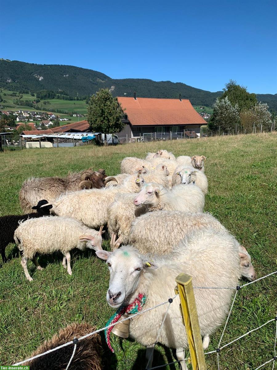 Skudden Auen zu verkaufen, grösstenteils tragend