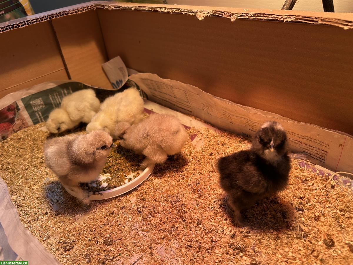 Bild 2: Seidenhuhn-Küken und Showgirl-Kücken zu verkaufen