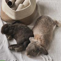 Widderkaninchen Brüder suchen Freilauf-Zuhause